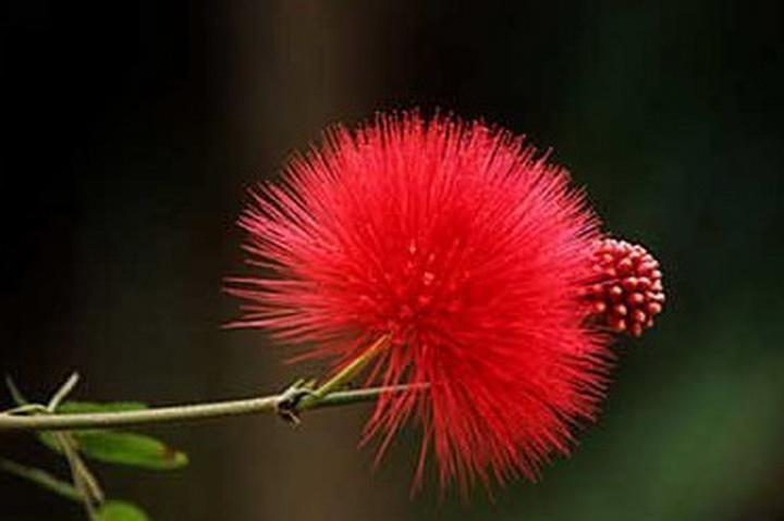 今期狗虎牛出特,惆怅送君身未达打一最佳最佳生肖,独家释义词语解释