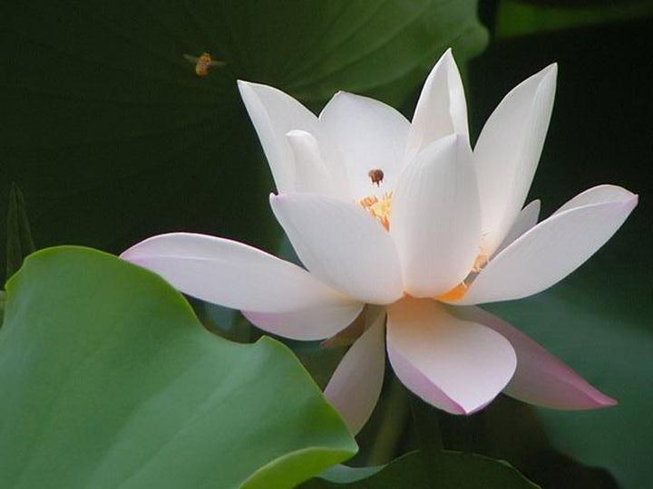 精选谜底作答:今期狗虎牛出特,惆怅送君身未达,甄选生肖最佳成语解释