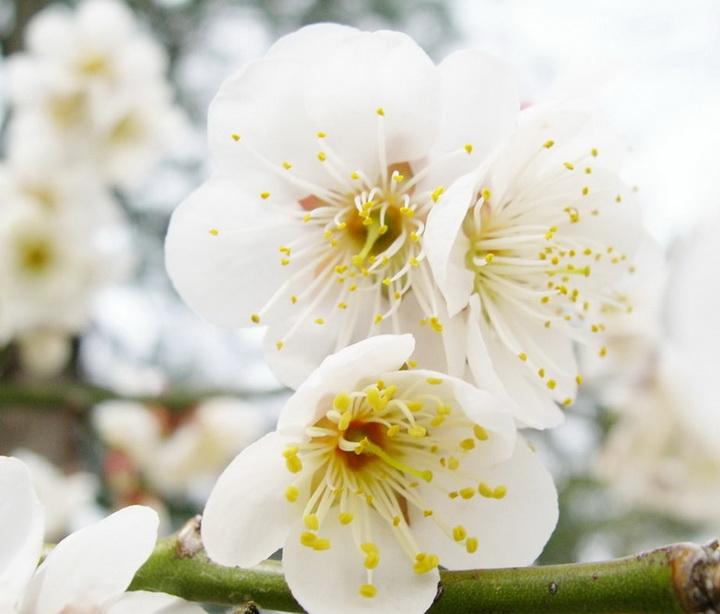 甄选释义词语：“返本还源”|猜指哪个是什么生肖|打一最佳准确生肖词语|猜解一完美精确生肖词语诠释解析