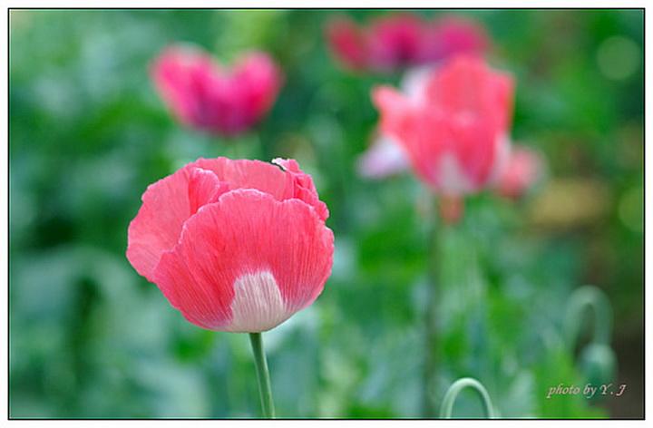 释义作答解释:愚公移山显神通，精卫填海意志坚,释义最佳成语解释