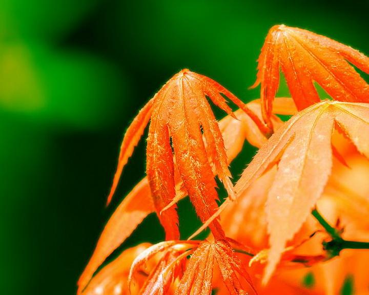 绿树红果丰收期,太监当权众将乱指打一最佳精确生肖词语,优选谜底独家赏析解释