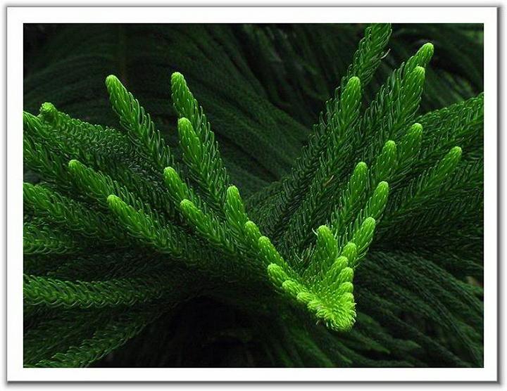 联络亲朋那肖主,凸镜细看合六图,搜索枯肠反复想,不如一览夜明珠打一最佳最佳生肖,独家释义词语解释