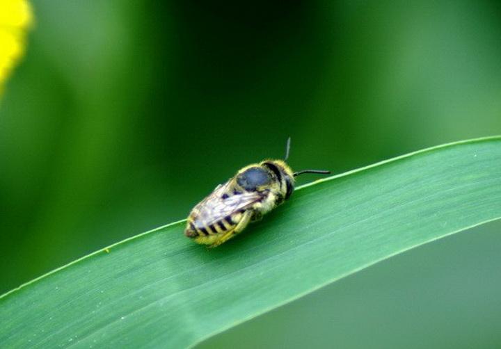 词语作答诗意：妆容精致，静待佳期。闲照江流亦照泥。心怀期盼，意乱神迷。水木空疑梦后身最佳生肖释义作答