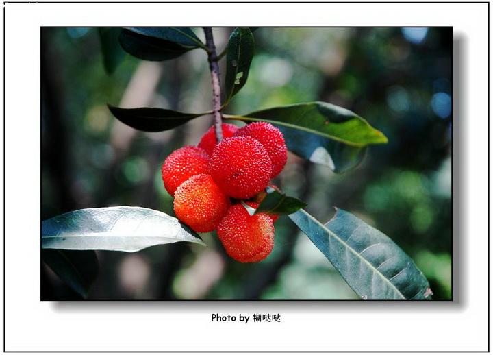 心怀期盼，意乱神迷。水木空疑梦后身打一最佳精确生肖词语,优选谜底分析解释