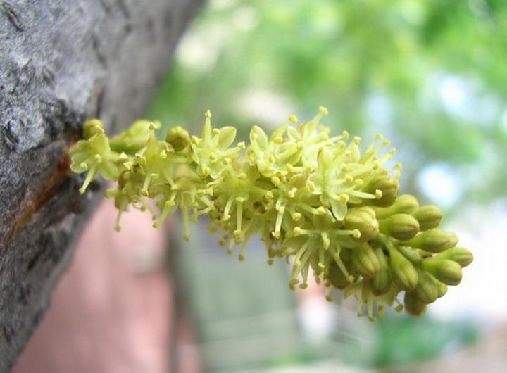 词文刨解赏析：雪山愁送五天僧，花无语曲径沈打一最佳精确生肖词语,优选谜底赏析解释
