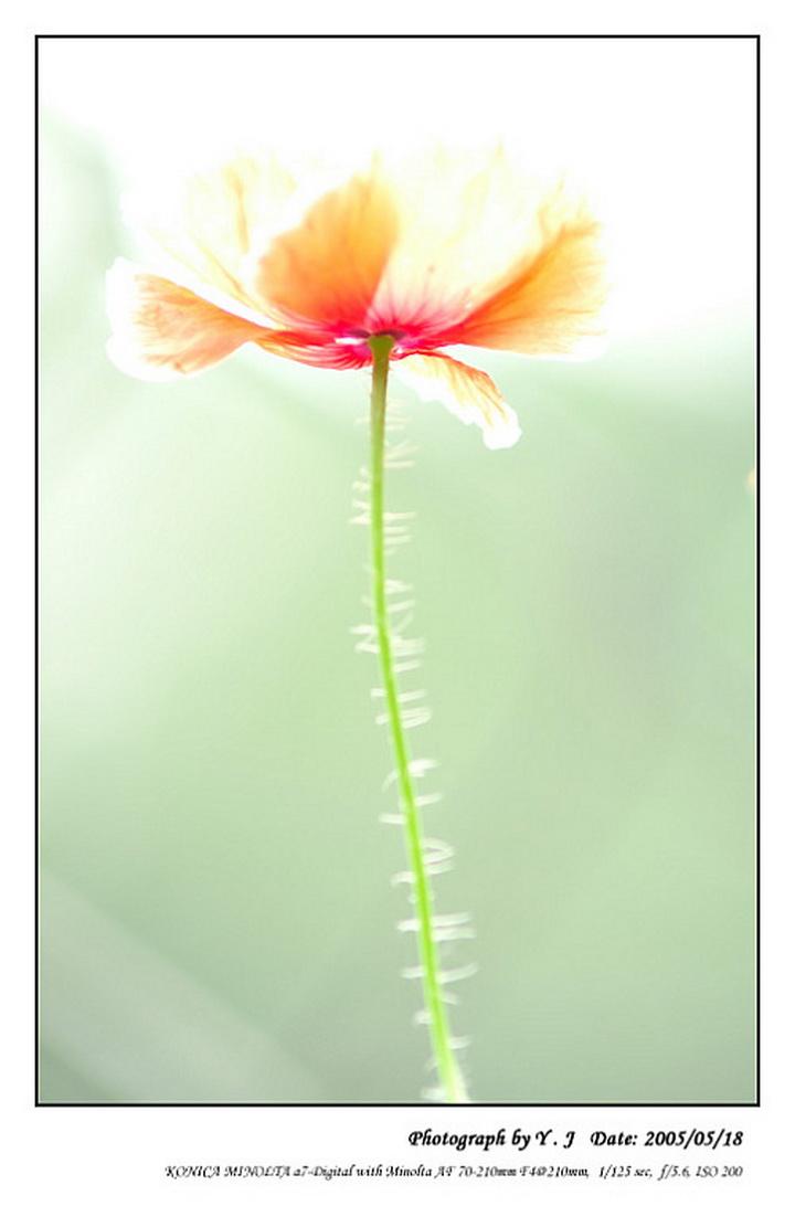 欲钱看打灯笼搬石头准确解答一正确生肖,释义成语精选解释!