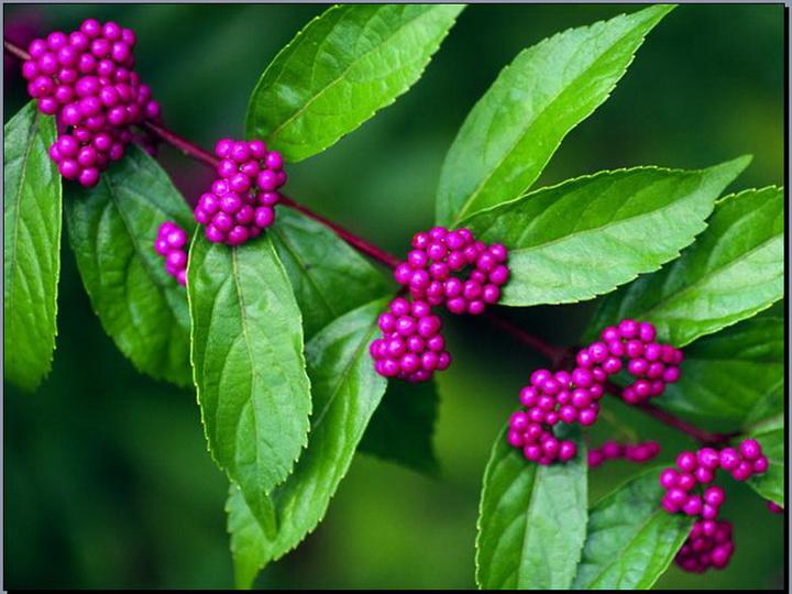 成语谜底解答：原尝春陵六国时，一望终南紫阁峰打一最佳生肖词语,释义成语解释