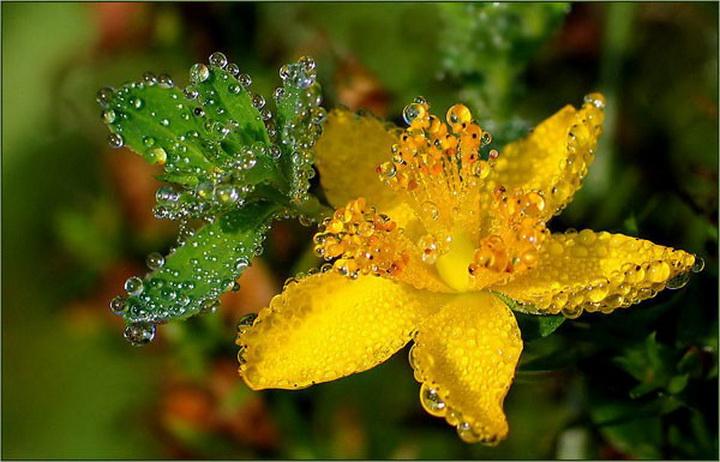 学海无涯,唯勤是岸,他日有成,称霸称王代表最佳准确生肖,释义成语精选解释!