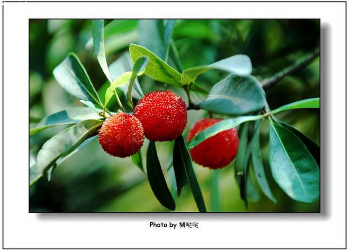 学海无涯,唯勤是岸,谦恭学习自得乐指代表最佳哪个生肖,释义词语精选解释!