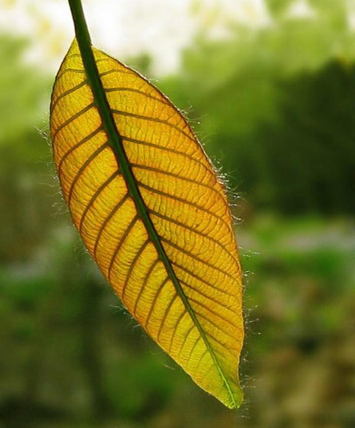 ＂学海无涯,唯勤是岸,谦恭学习自得乐,他日有成,称霸称王＂是指代表打猜一个生肖,解答最佳成语详解阐述