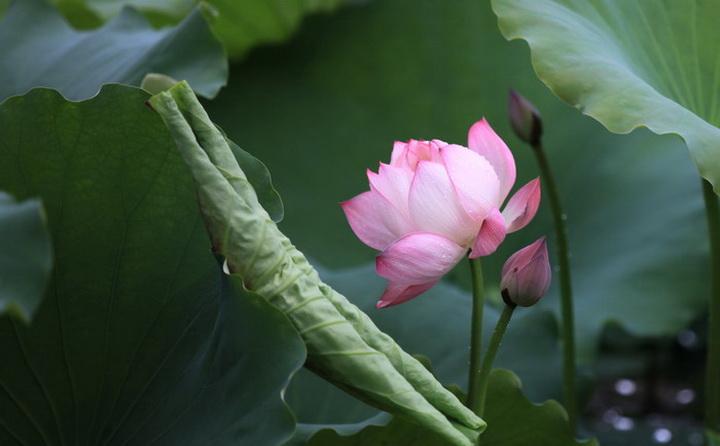 成语标准解释:四面八方财源进，八面进财金满堂打一最佳精准生肖,释义词语解答解释