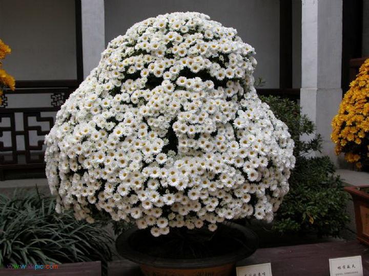 直木必伐打一准确生肖词语,最佳答案详情解释释义