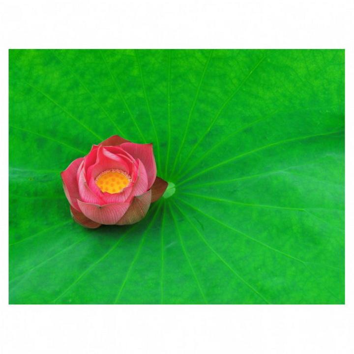 半成沙土半成尘猜指是什么生肖，揭晓深入解答释义谜底