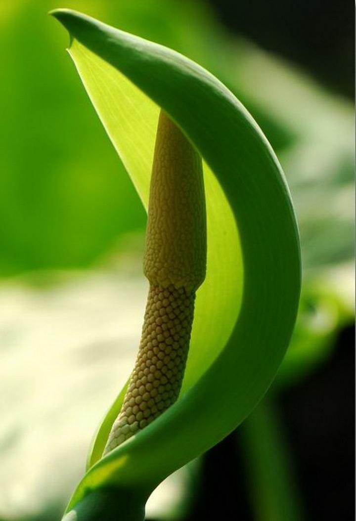 西天取经打先锋，红粉知己三五来。三九千古五绝唱，叛徒大将称兄弟打一最佳最佳生肖,独家释义词语谜底解释