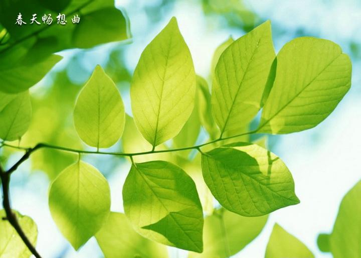 玉海金涛干里秀精准解答一个生肖，词语释义重点完整解析,猜解哪一个最佳成语解释落实释义