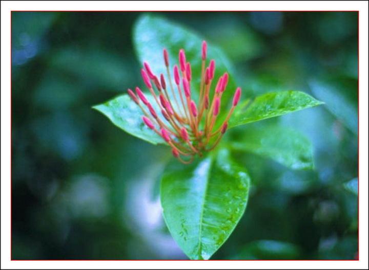 词语作答诗意：有福之人中特马，红波旺势不可挡，十分火爆要飙出，神偷也有失手时打一最佳生肖,释义经典作