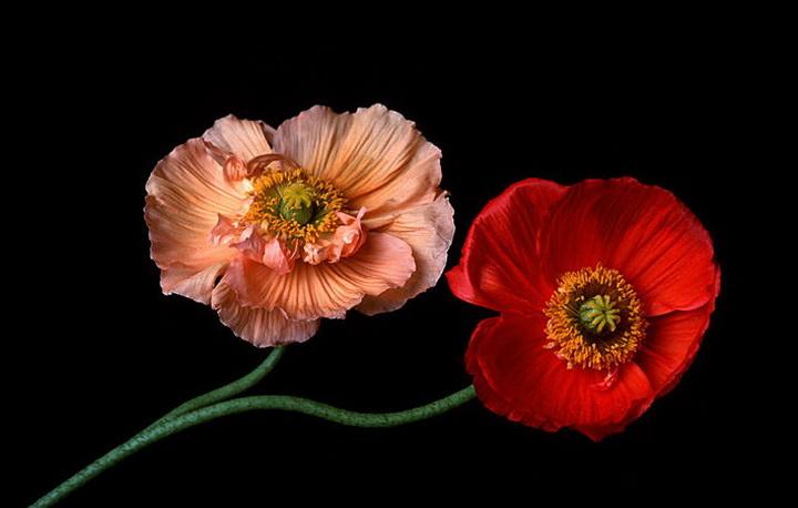 精选谜底作答:摆脱困局，振翅飞翔，自由自在谁不想？屈坐愁城，顿失方向，孤苦人生岁月长释义最佳成语解释