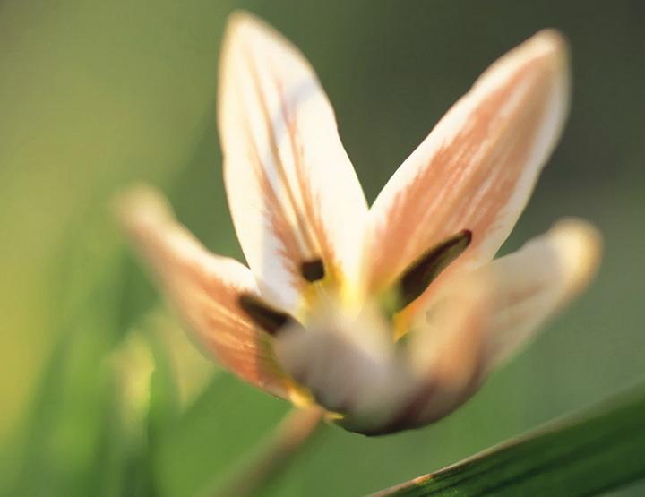 二五相合一七开，龙吟虎啸一时发打一个最佳正确生肖,释义作答谜底赏析