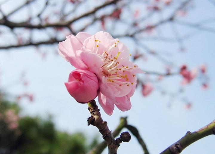 精选词语解释：天空艳阳照我家,春晖又红万朵花指打一最佳准确生肖,精选谜底涵义解释