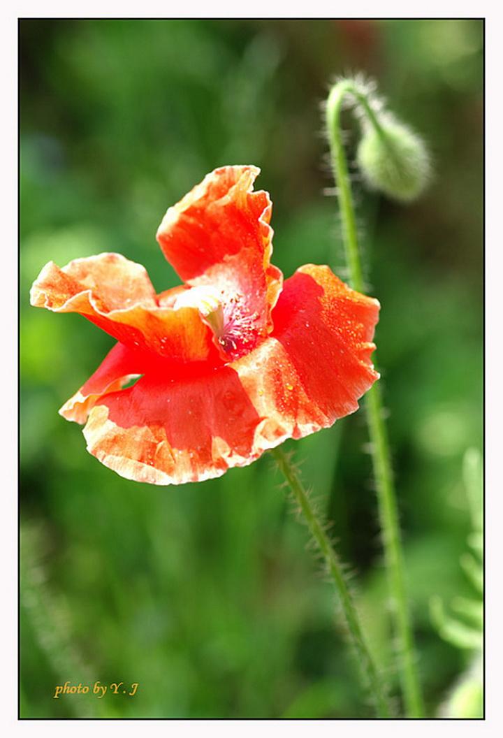 二战背景铁梨花,爱国仗义顶呱呱,赵家五奶恍如梦,刻画人性揭面纱是代表哪个生肖,落实词语含义解答阐述