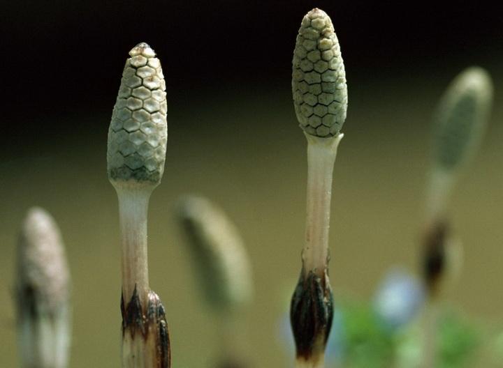 词语释义：虫垂四野,人立石边,寒气刺骨,跌跌跄跄指打一最佳精准生肖,释义谜语赏析解释
