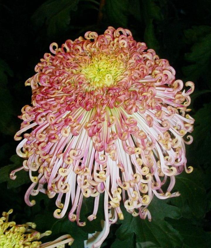 二战背景铁梨花,爱国仗义顶呱呱,赵家五奶恍如梦,刻画人性揭面纱指打代表最佳生肖,释义成语精选解释!