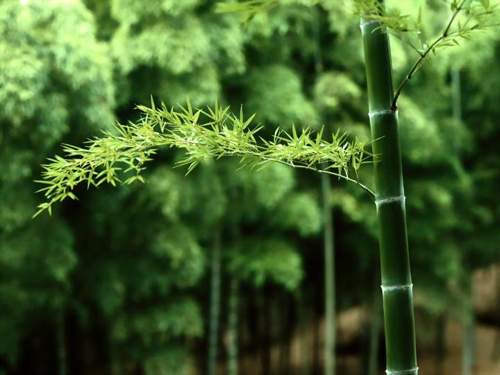 经典完美谜底:一心一意取二七,十子之上四中金指一个最佳经典生肖，独家释义词语完美解释！