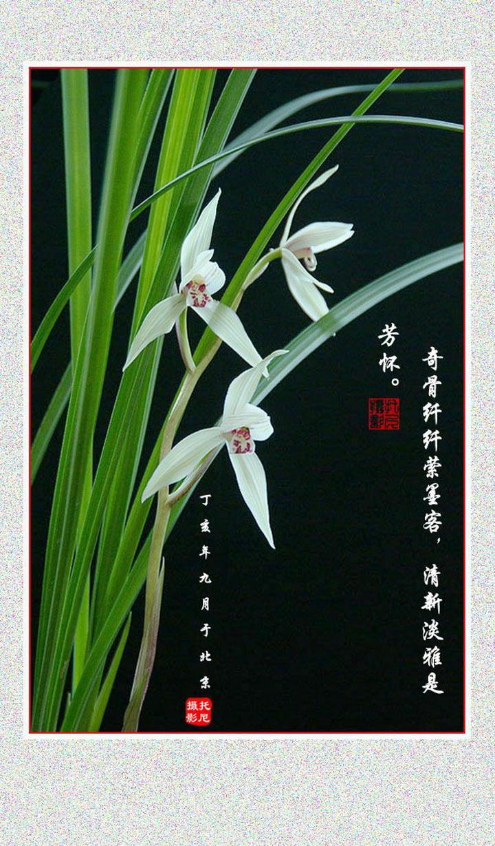 经典释义：瑶阶金阁数萤流,十三弦上啭春莺指代表哪一个生肖，打一精准准确谜底生肖