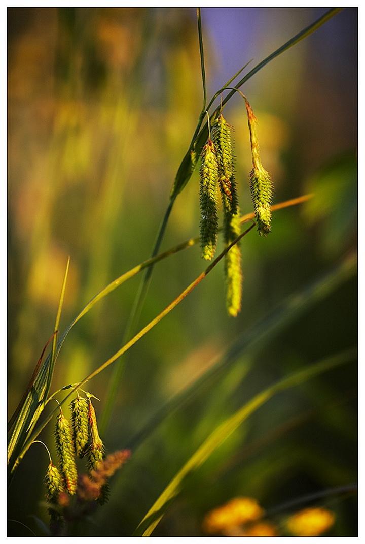 精选谜底作答:绿花满地雨水中,牛羊踩踏一身土猜解一最佳精确生肖，全面释义独家解释!