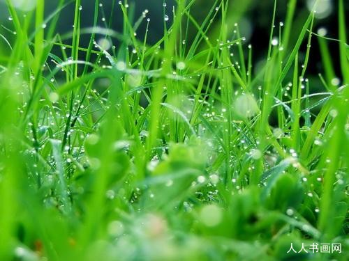 “出水芙蓉”严选一最佳生肖释义解答,正确解析精选落实解释