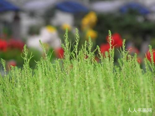 精选成语释义：“ 火树银花” 指打代表最佳什么生肖,落实词语含义阐述答解！