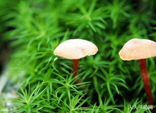 今期生肖诚公布,二二共鸣藏四七,二二开来中得四,四五得九中间开是指代表哪一个生肖，打一精准准确谜底