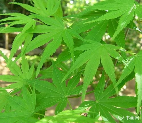 词文刨解赏析：龙蛇相会在今期,有钱莫买猪兔猴指打一最佳精确生肖词语,优选谜底赏析解释