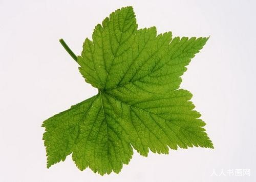 甄选成语金典:两角尖尖吃青草,蓝天白云满山跑准确代表指一生肖落实词语含义阐述解答