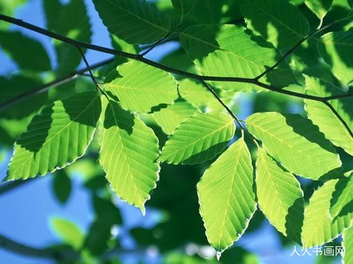 标准词语解释:远行不劳吉日出,无端更借樵风送连,打一最佳生肖词语解谜释义词语作答解释