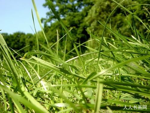 经典成语解迷;“风吹草动”代表指猜哪一个准确最佳生肖，精选释义落实答解！