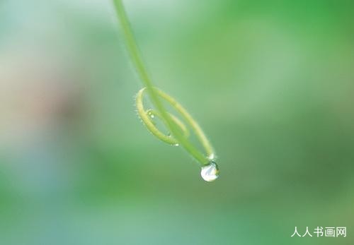 甄选成语金典:今期鸡马虎出特,玉盆纤手弄清泉准确代表指一生肖落实词语含义阐述解答