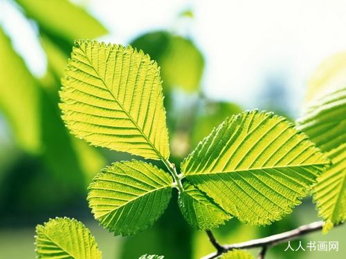 释义作答解释:虎虎生风一定好,丑陋不堪二六开猜指一释义最佳词语解释