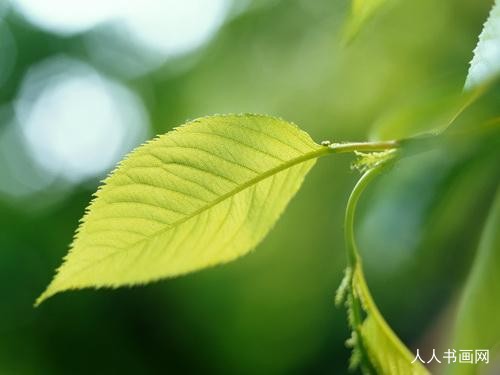 词文刨解赏析：两眼昏昏手战跳，游人独自忆京华指打一最佳精确生肖词语,优选谜底赏析解释