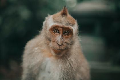 精选解谜底:出三人四迎二一,西出阳关见瘦马指哪个最佳准确生肖全面释义、解释,诗词谜底趣味揭秘！