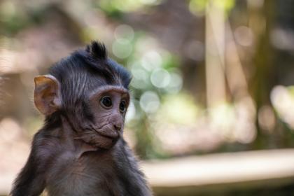 “恨一林金粟都空”打一准确最佳生肖，词语解答释义解释