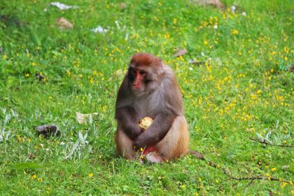 今期虎鸡蛇出特,也直黄金一二斤是指代表最佳准确哪个生肖,猜解哪一个最佳词语阐述作答