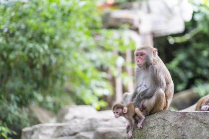 甄选解谜底:嵩山古寺离来久，妇姑采桑不向田打一个最佳生肖词语解谜,精选释义谜团解释