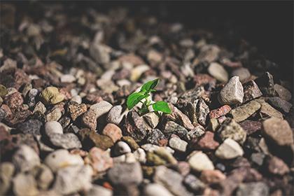 明眸皓齿是指代表准确打一生肖,猜解哪个最佳成语释义解释