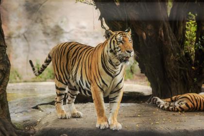 ＂筑岩钓渭＂猜指哪个是什么生肖|打一最佳准确生肖词语|＂筑岩钓渭＂猜解哪一个词语溯源释义解释剖析