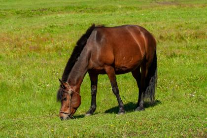 释义解释作答＂生活迫人,揾食要紧,一技旁身,有银有金＂打一最佳生肖谜底成语解释揭晓