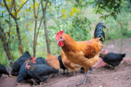 谜底作答＂今期生肖二七开，二六相加反比例＂打一最佳生肖谜底释义最佳成语解释