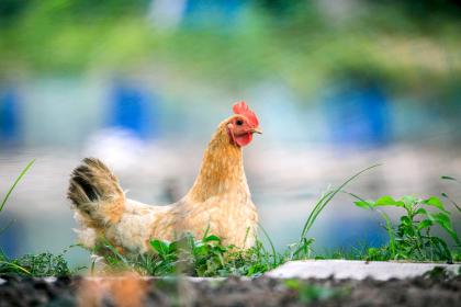 词语作答:临滨而坐,勤以立身,清静无为,一夕无话打一最佳生肖谜底,答案揭晓解析