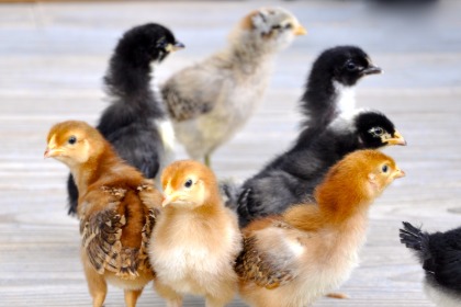 释义解释＂金幅夫人找管家，荣华富贵猜今期＂打一最佳生肖谜底释义最佳成语解释