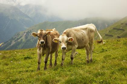 谜底作答:空有前景,宁可作罢,海市蜃楼,尽是幻化,打一最佳生肖谜底释义最佳成语解释